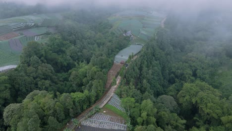 Car-vehicle-are-crossing-on-the-path-in-the-middle-of-plantation-and-dense-of-trees-in-foggy-weather