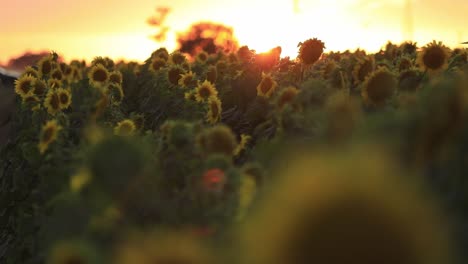 Wide-shot-of-a-field-of-sunflowers-for-cooking-oil-production