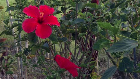 hawaiian symbol red hibiscus flower blossom in akaka botanical garden