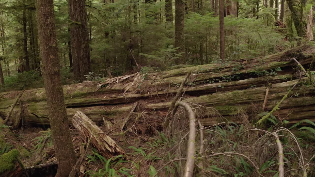 A giant western red cedar, nurse log in an old-growth forest near Port Renfrew, British Columbia