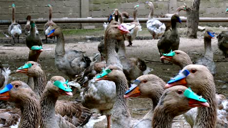 flock of domestic geese