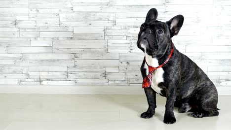 animal dog breed french bulldog sitting in a tie