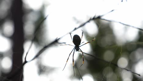 Orbe-tejedor-De-Seda-Dorada---Araña-En-Su-Tela-Contra-El-Cielo---Nephila-Pilipes-En-El-Bosque---Queensland,-Australia