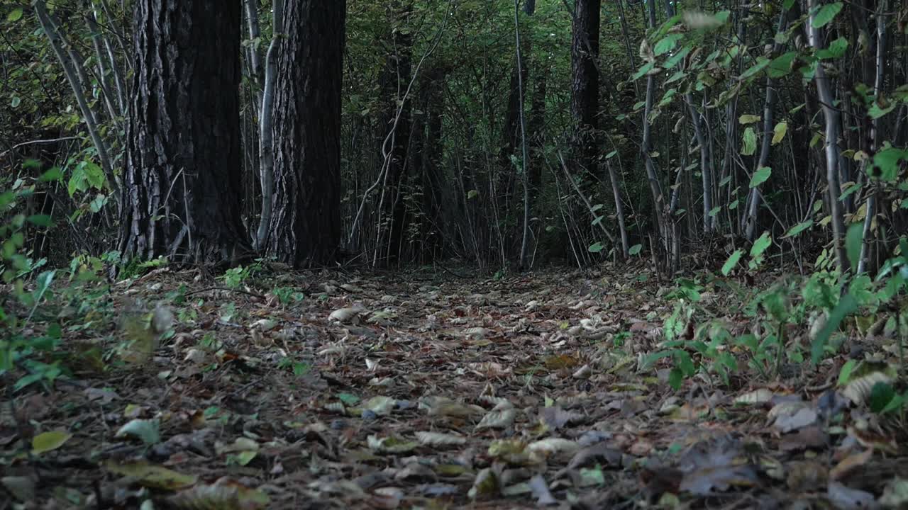 잎이 느린 동작으로 떨어지는 동안 가을 저녁에 숲의 극적이고 어둡고 신비하고 무서운 샷