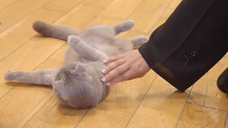 a grey scottish fold cat playing on a wooden floor