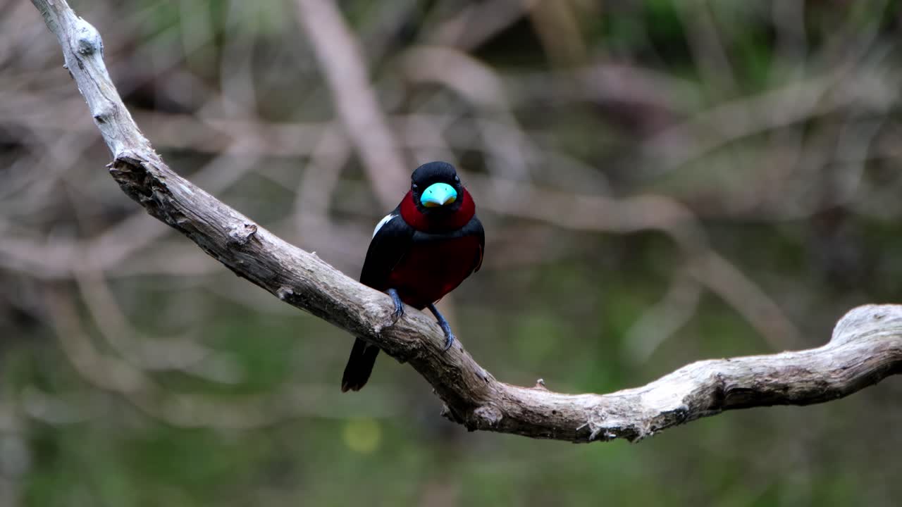 mirando ansiosamente a la cámara mientras está posado en una rama y luego se va volando, pico ancho negro y rojo, cymbirhynchus macrorhynchos, parque nacional kaeng krachan, tailandia