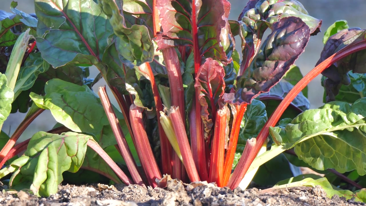 Vegetable in the veggie patch