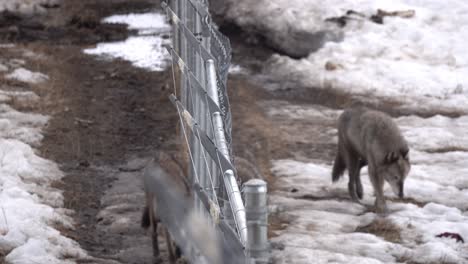 Lobos-Caminando-Juntos-Cerca-De-La-Cerca