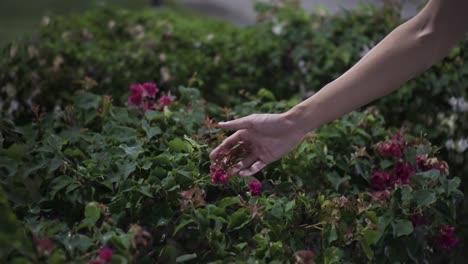 mano sosteniendo y sintiendo flores rosas en el parque durante la noche mientras está oscuro