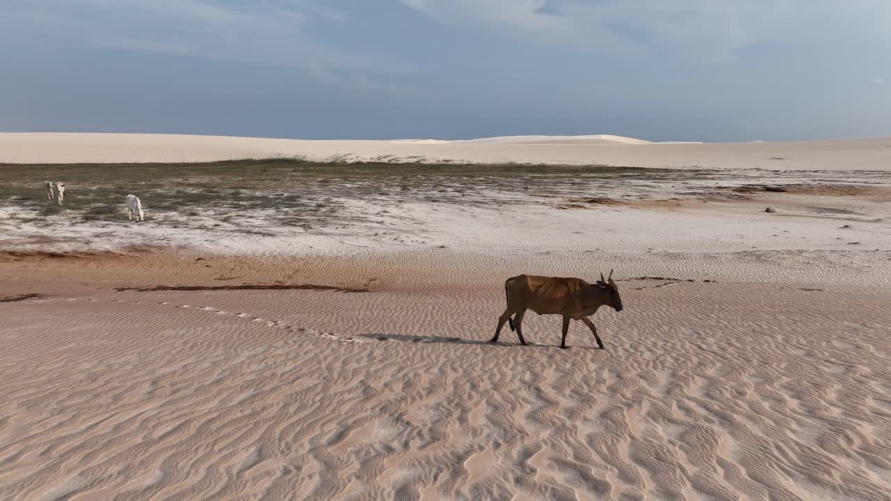 Cow stands alone walking on the rolling dunes of Lencois Maranhenses, Brazil, in a vast desert expanse