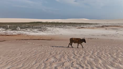 cow stands alone walking on the rolling dunes of lencois maranhenses, brazil, in a vast desert expanse