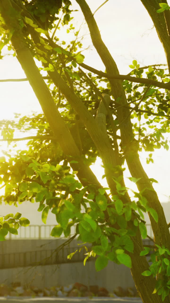 공원 에서 빛 을 받은 나무 가지 들