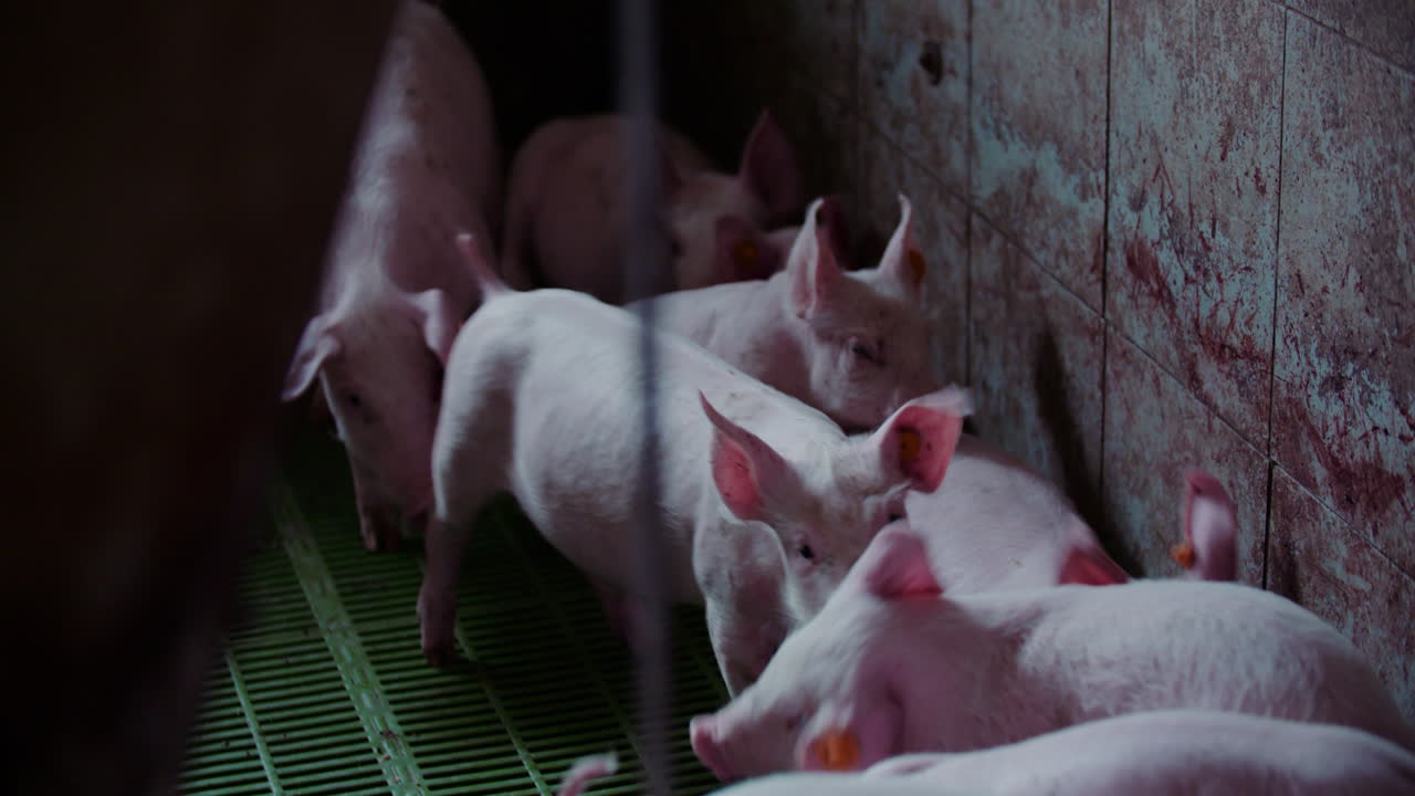 보호구역에 있는 돼지