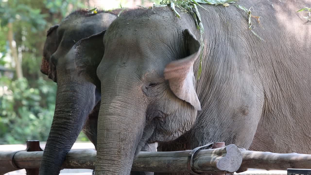 Two Elephants Resting