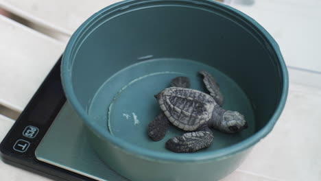 biólogo midiendo la tortuga bebé en la escala de peso antes de leer en el agua del océano