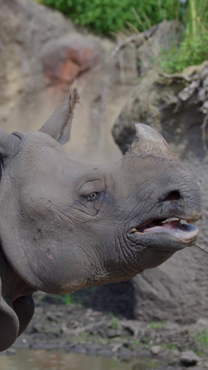 An Indian rhinoceros stands in a naturalistic zoo enclosure, chewing on a branch. Daylight illuminates the animal, with a steady side profile camera angle