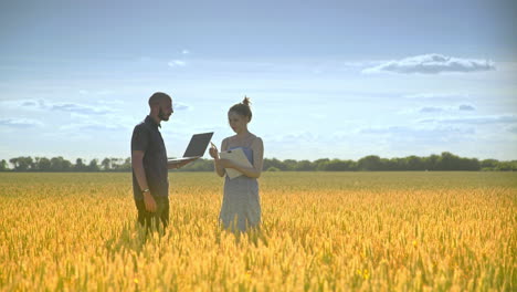 two agronomist analyzing wheat ear. agriculture research harvest in filed