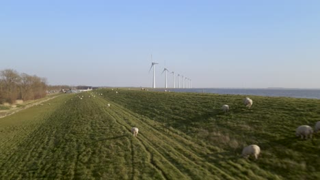 Drone-Volando-Bajo-Sobre-Ovejas-En-Campo-Verde-Contra-El-Cielo-Azul,-Paisaje-Natural,-Neterlands