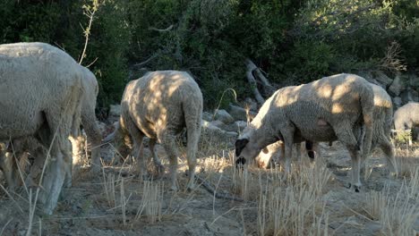 Sheep-grazing-mountain