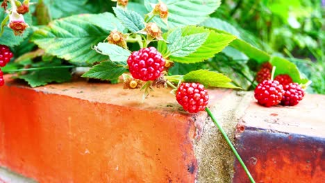 delicious fresh red juicy raspberry plant growing in fruit garden brick wall closeup