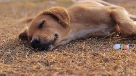 sweet sleepy dog lying on the grass trying to fall asleep and rest while being outdoors during the day