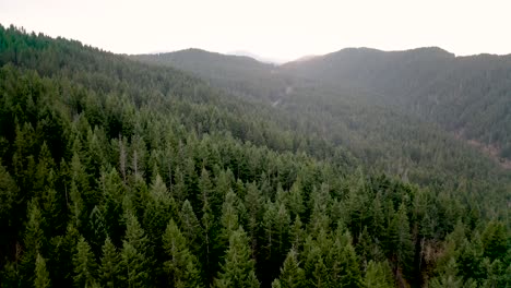 drone oregon trees 4k 30fps