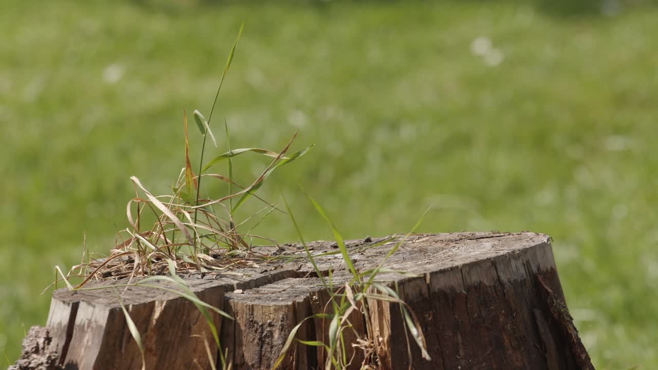 농부 가 절단 된 나무 줄기 에 정밀 히 도끼 를  ⁇ 고 있다