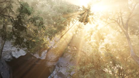 Sunbeams-pour-through-trees-in-misty-forest