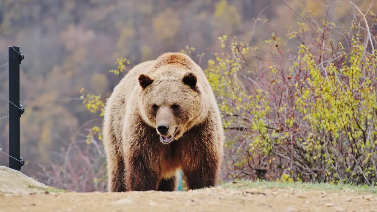 Slow motion of brown bear calmly walking in zoo area at Bear Sanctuary Prishtina