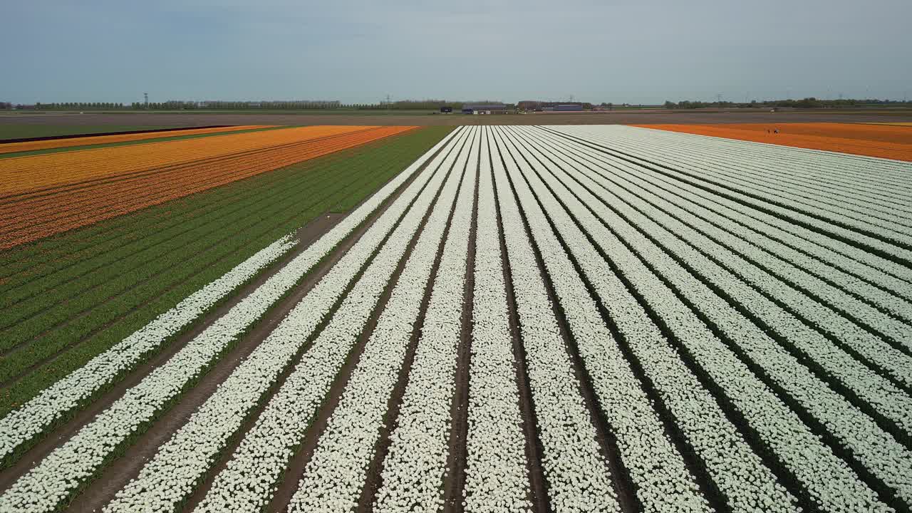 Tulip fields, orange, yellow, white and green, rising drone