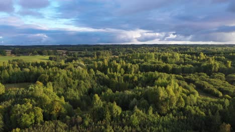 Frondosos-Bosques-Y-Verdes-Prados-Sereno-Otoño-Dorado