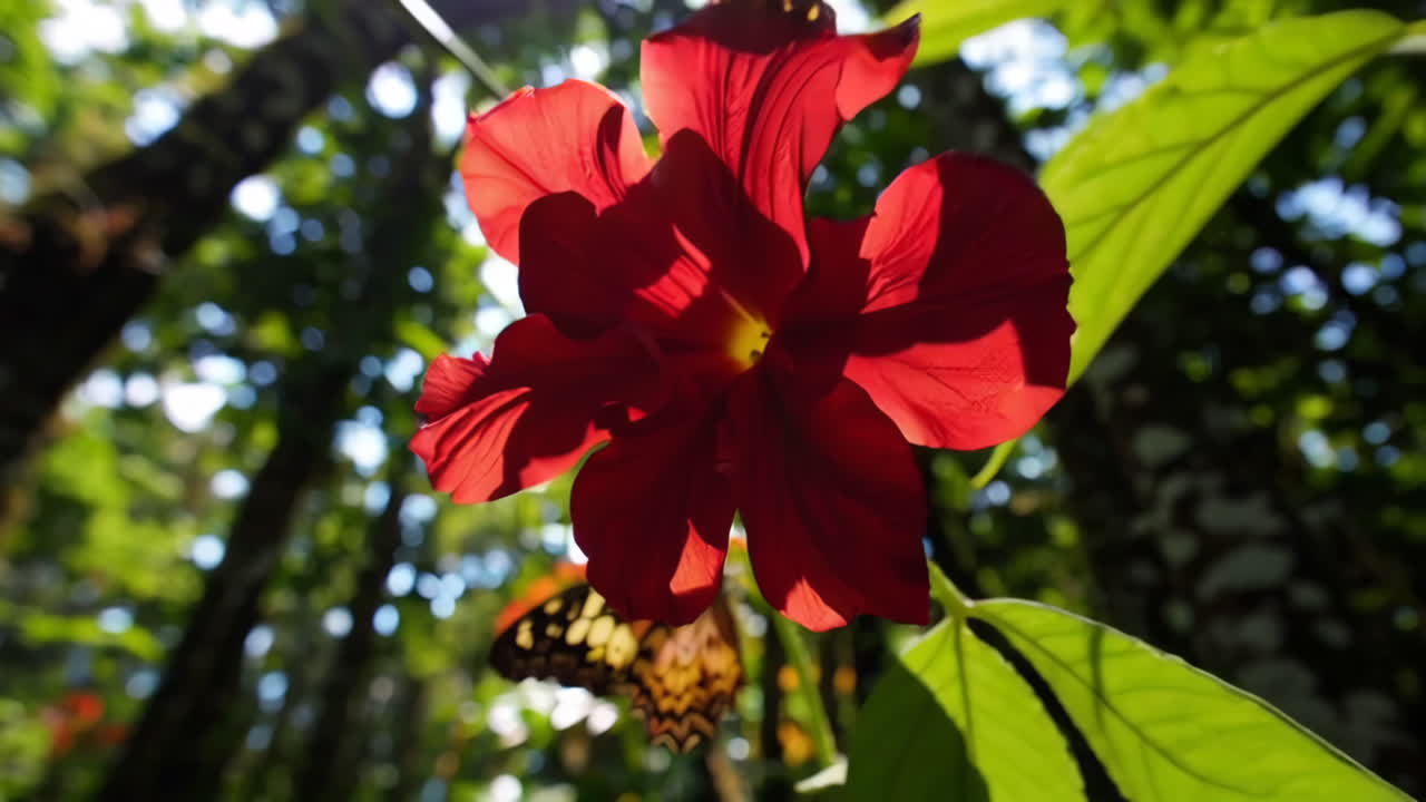 Tropical Forest with Flowers and Butterflies