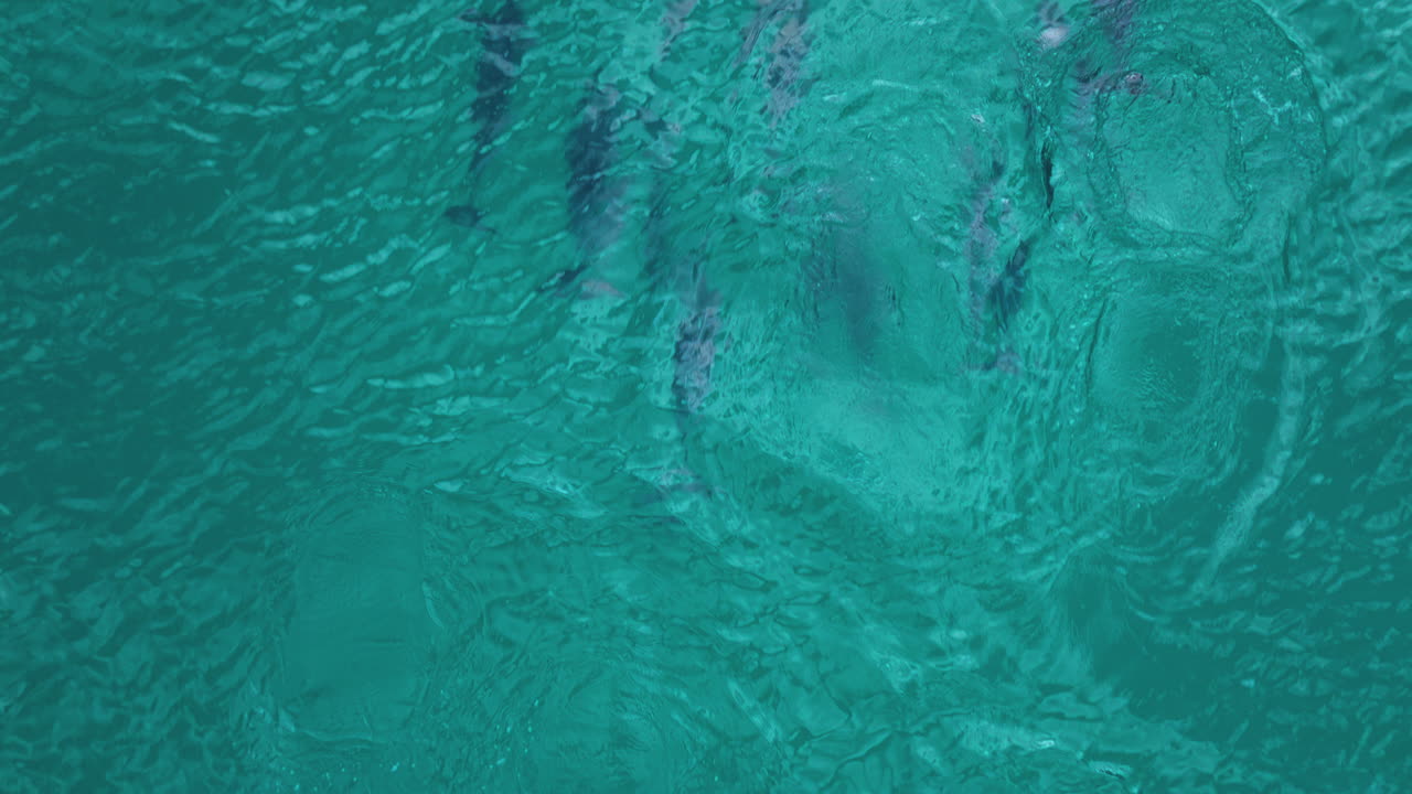vista aérea de delfines nadando y rompiendo en el mar azul en la isla de socotra en yemen