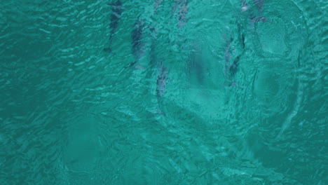 overhead view of dolphins swimming and breaching on the blue sea at socotra island in yemen