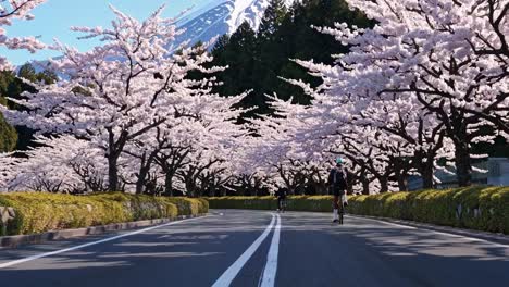 Low-angle video capturing a cyclist on a road lined with blooming cherry blossoms, creating a serene