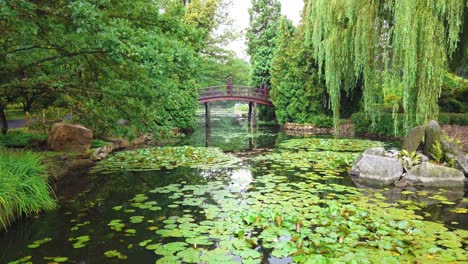 Lush-Japanese-pond-with-a-wooden-moon-bridge-in-a-zen-wellness-scene