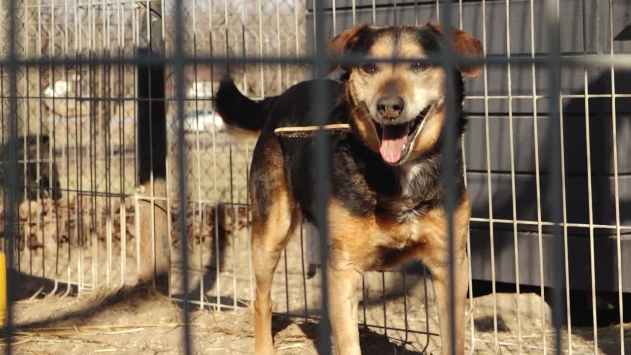 Perro mestizo amigable con pelaje negro y fuego moviendo la cola dentro de una jaula de metal, boca abierta en expresión de alegría, iluminado por la cálida luz del sol en un refugio al aire libre