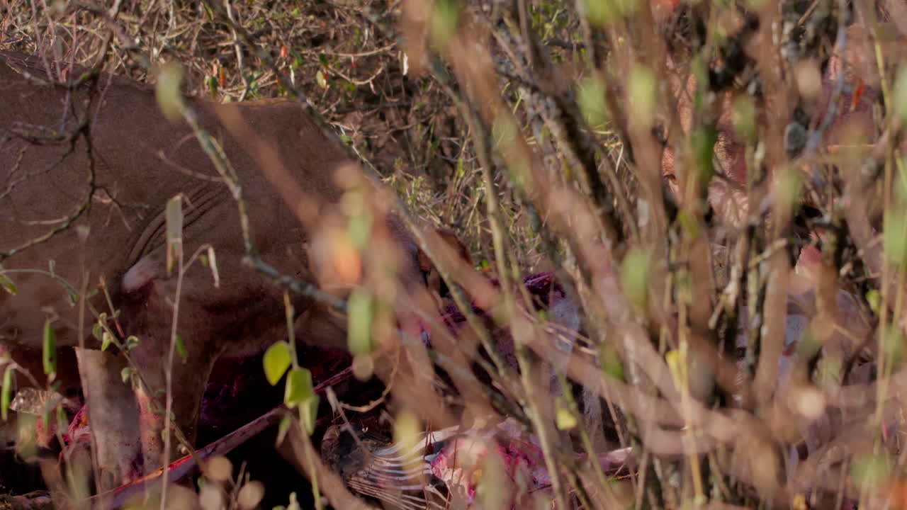 Wide shot of lions turning over of a zebra kill as they feed