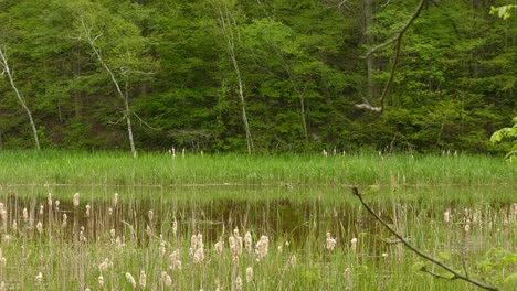 wildlife clip of a duck swimming in a river