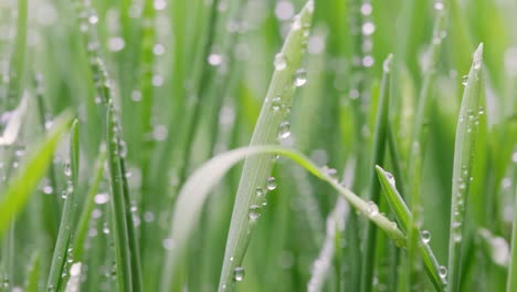 green grass close-up super macro shooting.