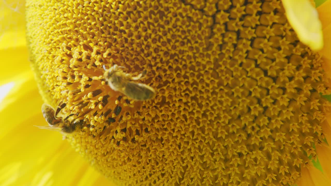 선플라워와 벌을 가게 봅니다.