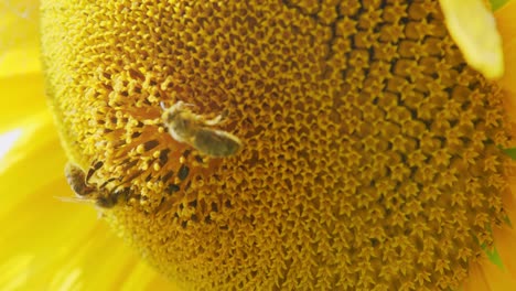 close up on sunflower and bee.