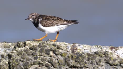 Ruddy-Vuelvepiedras-Aves-Zancudas-En-Viento-Fuerte-En-Roca