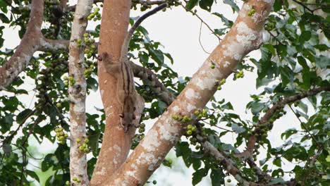 civeta de palma de dientes pequeños arctogalidia trivirgata vista colgada boca abajo en el tronco de un árbol alto y luego salta al otro tronco con precisión, parque nacional khao yai, tailandia
