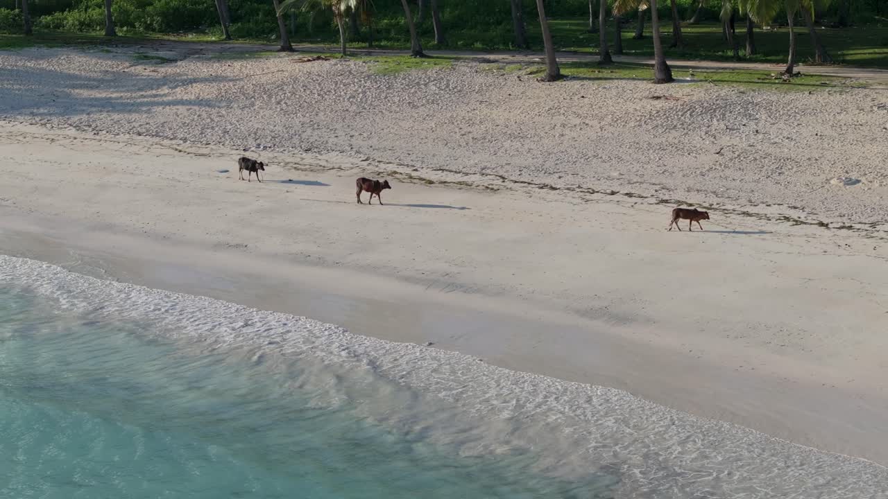 Cows on a Tropical Beach