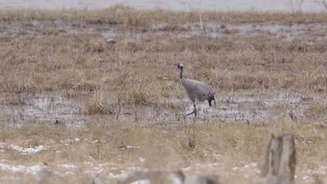 A-common-crane-and-a-hooded-crow-foraging-in-wetland,-Sweden,-wide-shot-pan-left