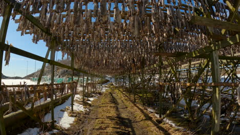 POV-Gehen-Unter-Hölzernen-Gestellen-Mit-Traditionellem-Stockfisch-Trocknen-Mit-Sonneneruptionen-Und-Verschneiter-Landschaft-Im-Hintergrund,-Handgehalten