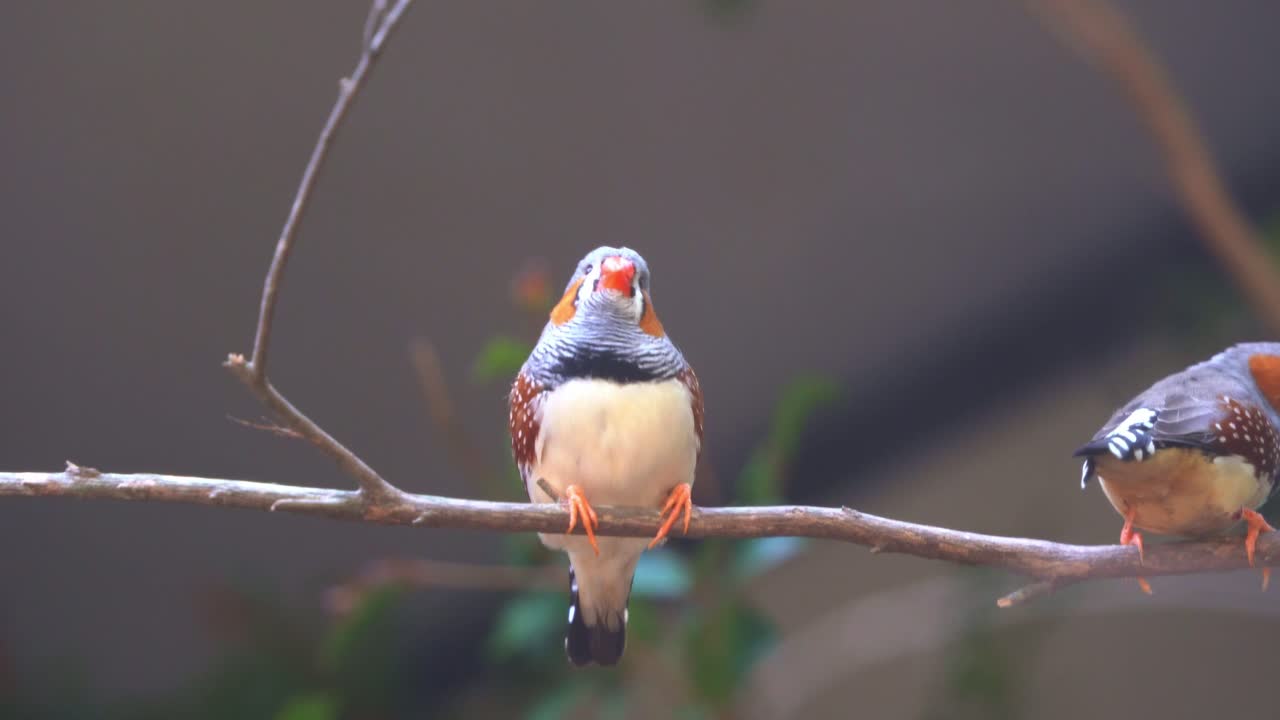 fotografía de cerca de un lindo pequeño pinzón cebra o pinzón de orejas de castaño, taeniopygia guttata visto posado en la rama de un árbol y preguntándose alrededor de los entornos circundantes