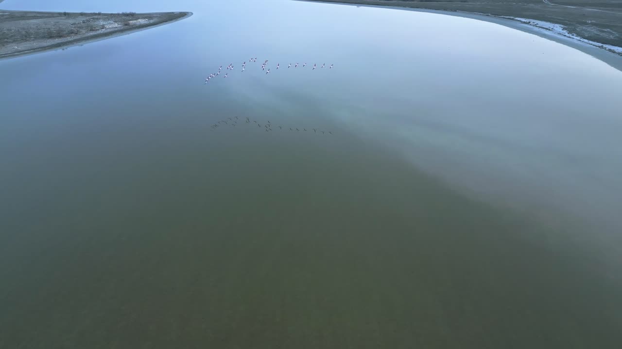 pájaros volando sobre el lago tranquilo