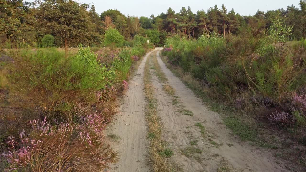 ciclismo a través de brezales florecientes en el parque nacional de meinweg, países bajos, material de archivo 4k60